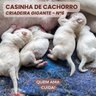 casinhacachorrocriadeiragigante1 1200 1200 px 8