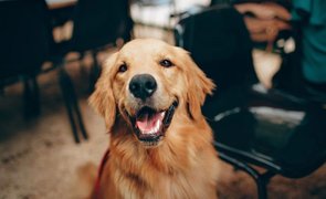 ideias de nome de cachorro