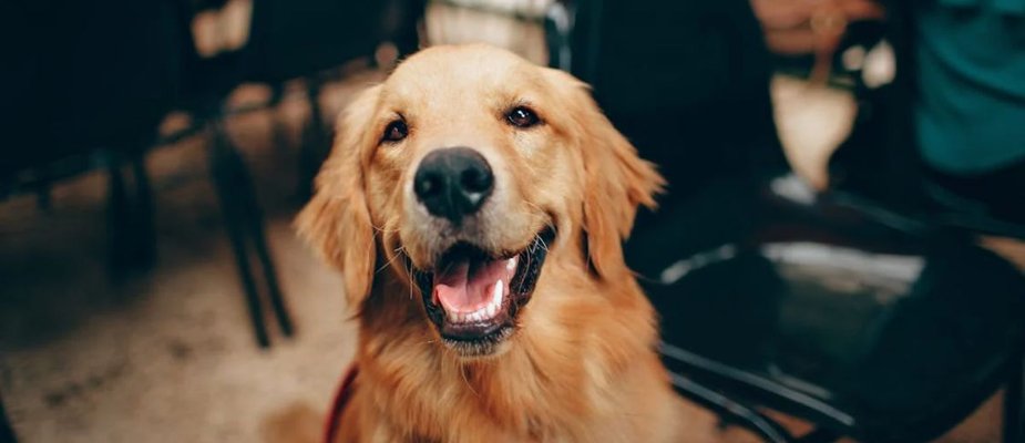 Nome de Cachorro: Conheça agora as 25 melhores inspirações e significados!