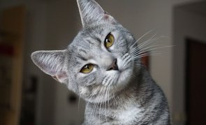 nomes para gatos