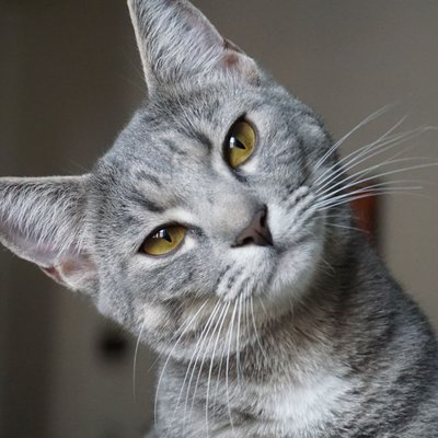 nomes para gatos