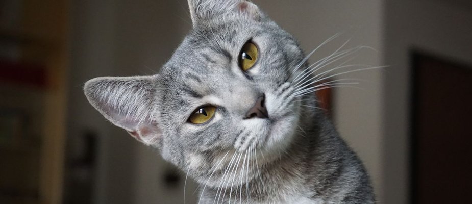 Nomes para gatos: Conheça as 25 melhores opções!