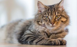 nome para gato