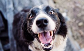 raca de cachorro grande