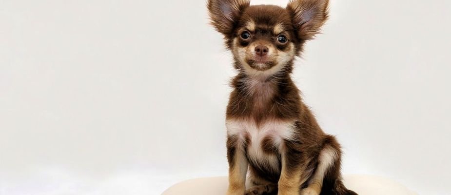 Raça de cachorro pequeno: Opções incríveis para escolher!