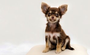 raca de cachorro pequeno
