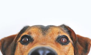 cachorro com fundo branco