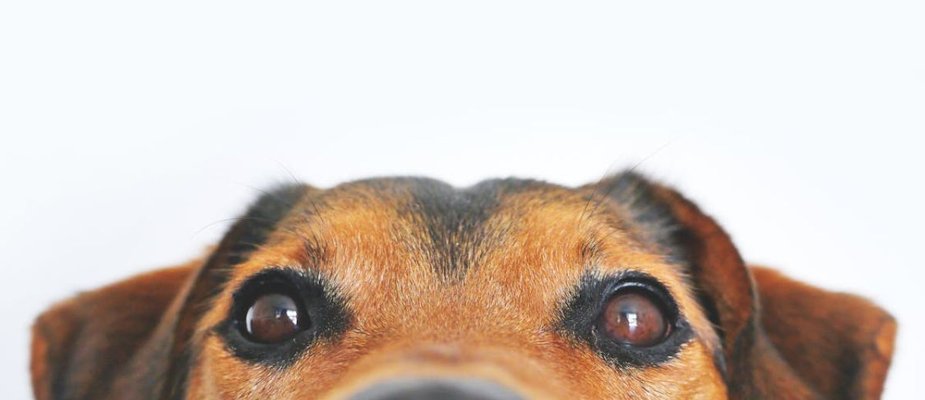 Nome de cachorro fêmea: Conheça as melhores opções!
