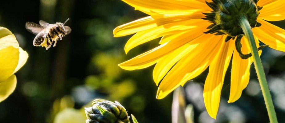 Tipos de abelhas: Conheça todas as variações!