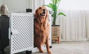 cachorro em casinha de metal