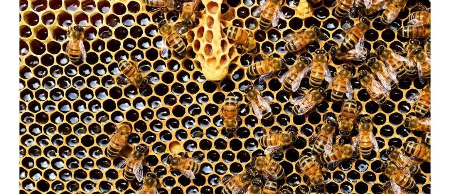 Como as abelhas fazem o mel: conheça o fascinante processo natural por trás desse alimento precioso