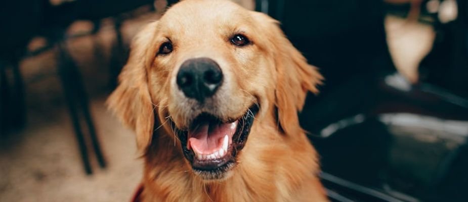 Cachorro pode comer panetone? Um alerta para tutores responsáveis
