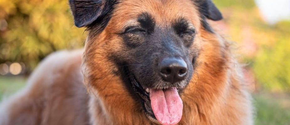 Como fazer o cachorro parar de morder: guia prático e gentil para tutores