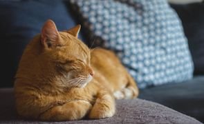 gato deitado em sofa