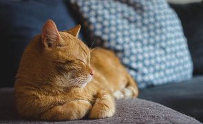 gato deitado em sofa
