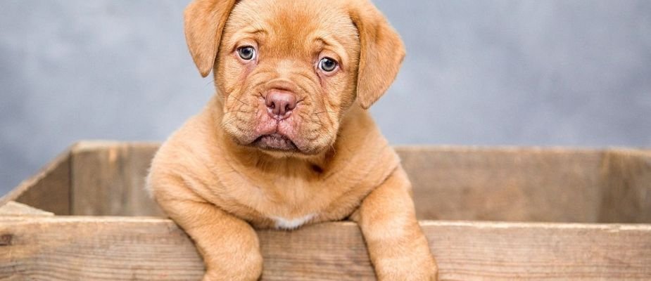 Cachorro pode comer chocolate? Dkadi Decor! Cachorro pode comer chocolate? Dkadi Decor!