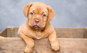 cachorro em caixote de madeira