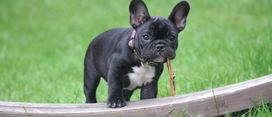 Sonhar com cachorro: o que esse sonho pode representar!