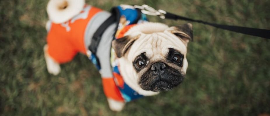 Quantos Anos Vive Um Cachorro - Expectativa De Vida!