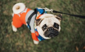 cachorrinho de roupinha e coleira