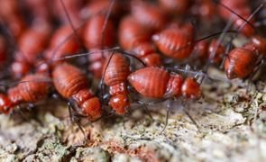 vrios cupins vermelhos